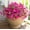 Lotus Red, variant on 12/18/20PCS Arisefrom Artificial Flowers Plants Flowers for Outdoor, Faux UV Resistant Silk Pansies Flowers for Outside Planter Front Door Porch Yard Patio