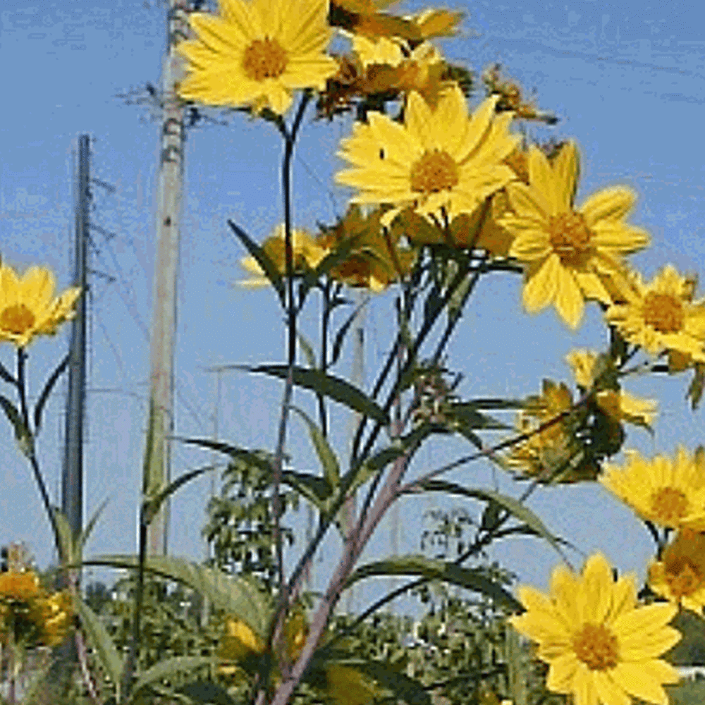 25 Grey Stripe Sunflower Wildflower Seeds Everwilde Farms Mylar Seed Packet 