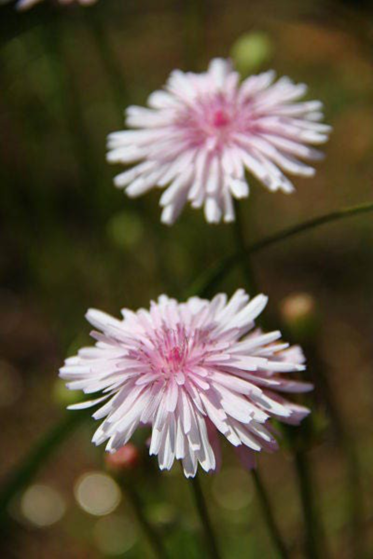 25 PINK HAWKSBEARD Crepis Rubra Flower Seeds Everlasting Daisy Two Tone Double - image 3 of 6