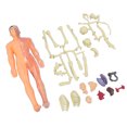 thumbnail image 3 of Modelo de cuerpo humano BuyWeek juguetes de enseñanza para niños, 3 of 14