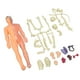 thumbnail image 1 of Modelo de enseñanza del cuerpo humano ANGGREK Juguetes modelo de cuerpo humano para mayores de 6 años, 1 of 8