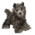 thumbnail image 1 of Peluche de peluche Douglas Hazel Cairn Terrier, 25 cm, 1 of 1