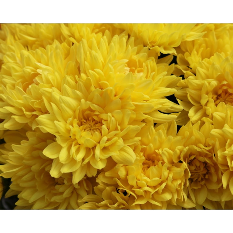 Expert Gardener 8IN Mum Yellow Live Plants Full Sun - Walmart.com