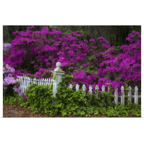 Great BIG Canvas | "Georgia, Savannah, Azaleas in the spring at Historic Isle of Hope" Art Print - 36x24