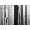 thumbnail image 2 of Bell, Nicholas 32x23 White Modern Wood Framed Museum Art Print Titled - Forest Code, 2 of 4
