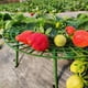 thumbnail image 4 of Paquete de 4 para bandeja de fresas | Marco de soporte de plástico verde para frutas que evita que se atasque y la podredumbre de las hojas | Soportes ajustables para huerto, jardín | 30x29x9cm, 4 of 6