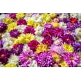 thumbnail image 5 of 50 Unwins DWARF MIX DAHLIA Variabilis Mixed Colors Semi Double Bicolor Pink Purple Red Orange Yellow White Flower Seeds, 5 of 7