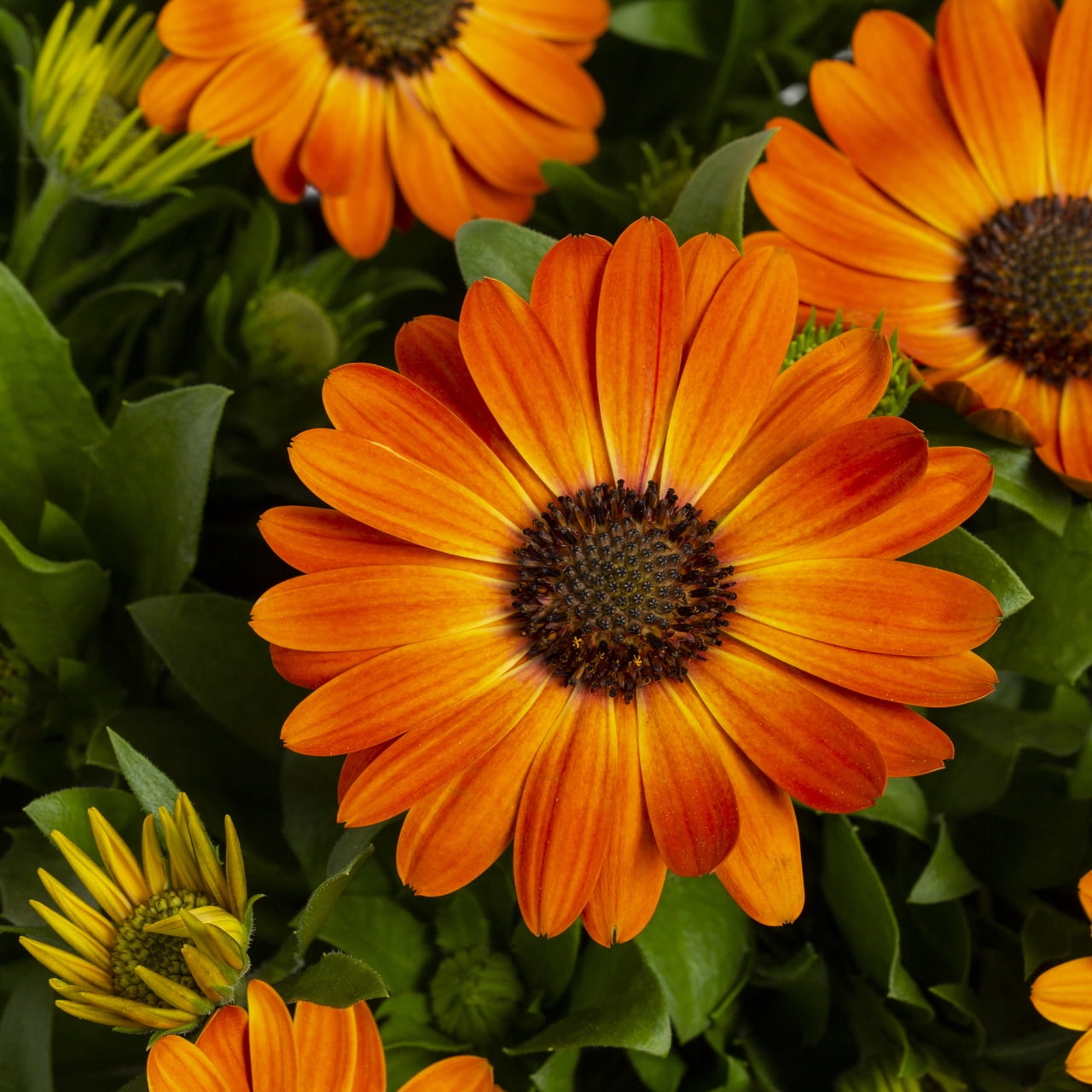 Better Homes & Gardens 1.5PT Orange Osteospermum Live Annual Plant Sun 5-Pack