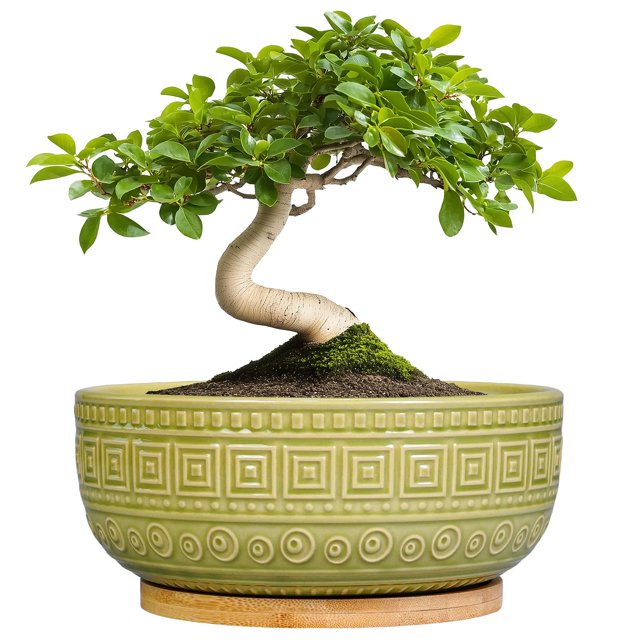 Maceta para bonsáis G EP Gardening, cerámica, 20 cm, con drenaje, color verde
