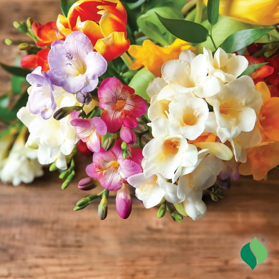 Freesia, Double Mix