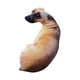 thumbnail image 2 of Almohada de perro 3D, juguete de peluche de animales de peluche, reposacabezas cómodo abrazando a los niños acompañan juguetes para la decoración de, 2 of 8