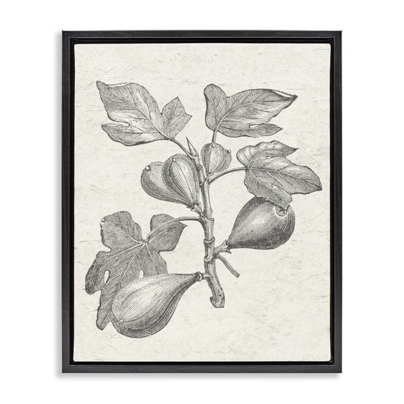 Stupell Industries Victorian Vintage Fig Plant Study Drawing Black Floating Frame Canvas Art, 17 x 21, by Lil' Rue