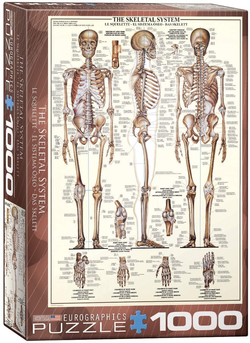 Eurographics Human Body Puzzle 1000pc Jigsaw Puzzles for sale online 