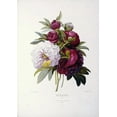 thumbnail image 2 of Redoute, Pierre Joseph 11x14 Black Ornate Wood Framed with Double Matting Museum Art Print Titled - Peonies, 2 of 4
