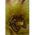 thumbnail image 2 of Popcorn 11x14 Gold Ornate Wood Framed with Double Matting Museum Art Print Titled - Cholla Bloom VI, 2 of 4