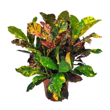 Tropical Plants of Florida 24" to 28" Croton Magnificent Plant; Partial to Full Sunlight