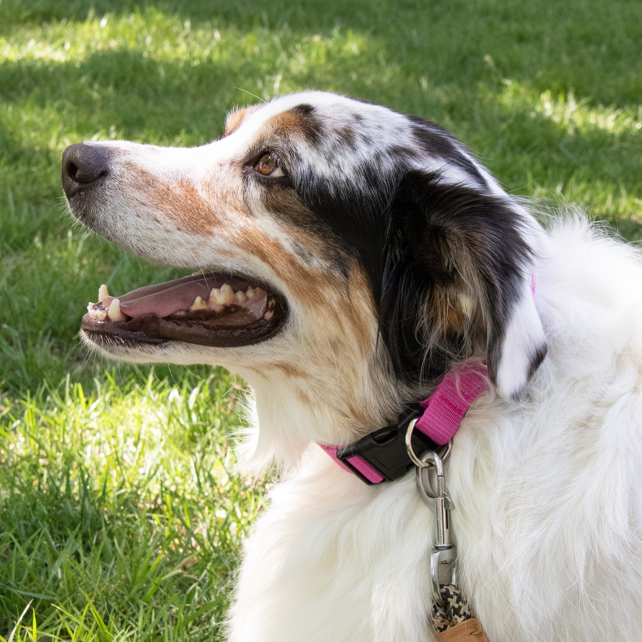 (6 pack) Pet Champion Dog Collar Large Pink, 1.0 CT