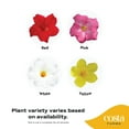 thumbnail image 4 of Island Blooms 36" Mandevilla Live Outdoor Plant in 8.75" Grower Pot, 4 of 13