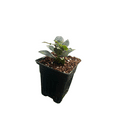 thumbnail image 4 of Ohio Grown Sweet Bay Laurel Herb - Laurus nobilis- 4"  Pot, 4 of 4