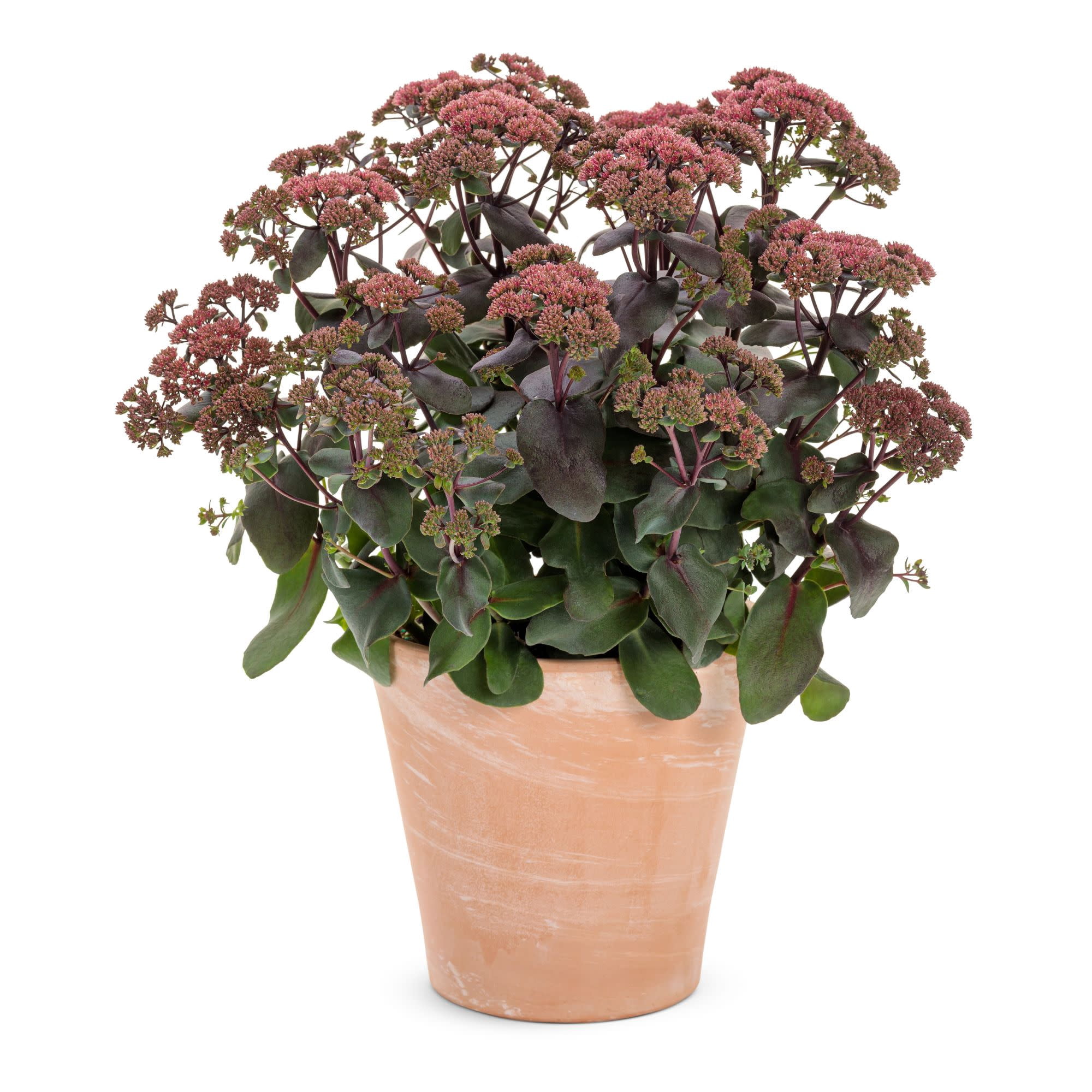 Proven Winners 5" Red Rock 'N Grow 'Midnight Velvet' Stonecrop Live Plant in 4.5" Pot