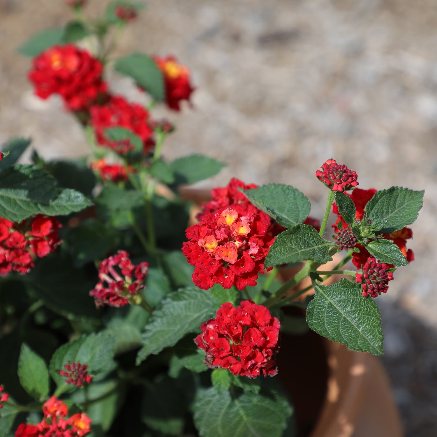 Expert Gardener Multicolor Lantana Drought Tolerant Flowers in 1 Quart Pots (4 Count) Full Sun