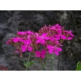 thumbnail image 2 of 1000 TALL CATCHFLY (Campion / None So Pretty) Silene Armeria Pink Flower Seeds, 2 of 5