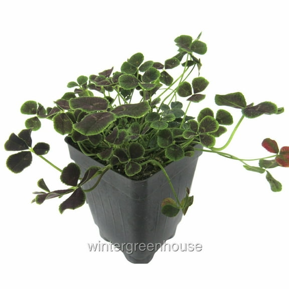 Trifolium Repens Atropurpureum, Atropurpureum, Dutch Clover - Pot Size: 3" (2.6x3.5") - Colorful Foliage, Plants