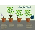 thumbnail image 5 of Brighter Blooms - Baby Giant Arborvitae Tree, 1-2 ft. - No Shipping To AZ and OR, 5 of 6