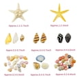 thumbnail image 3 of Juego de conchas marinas de 1500 unidades y estrellas de mar para decoración y manualidades, 3 of 6