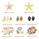 thumbnail image 3 of Juego de conchas marinas de 1500 unidades y estrellas de mar para decoración y manualidades, 3 of 6