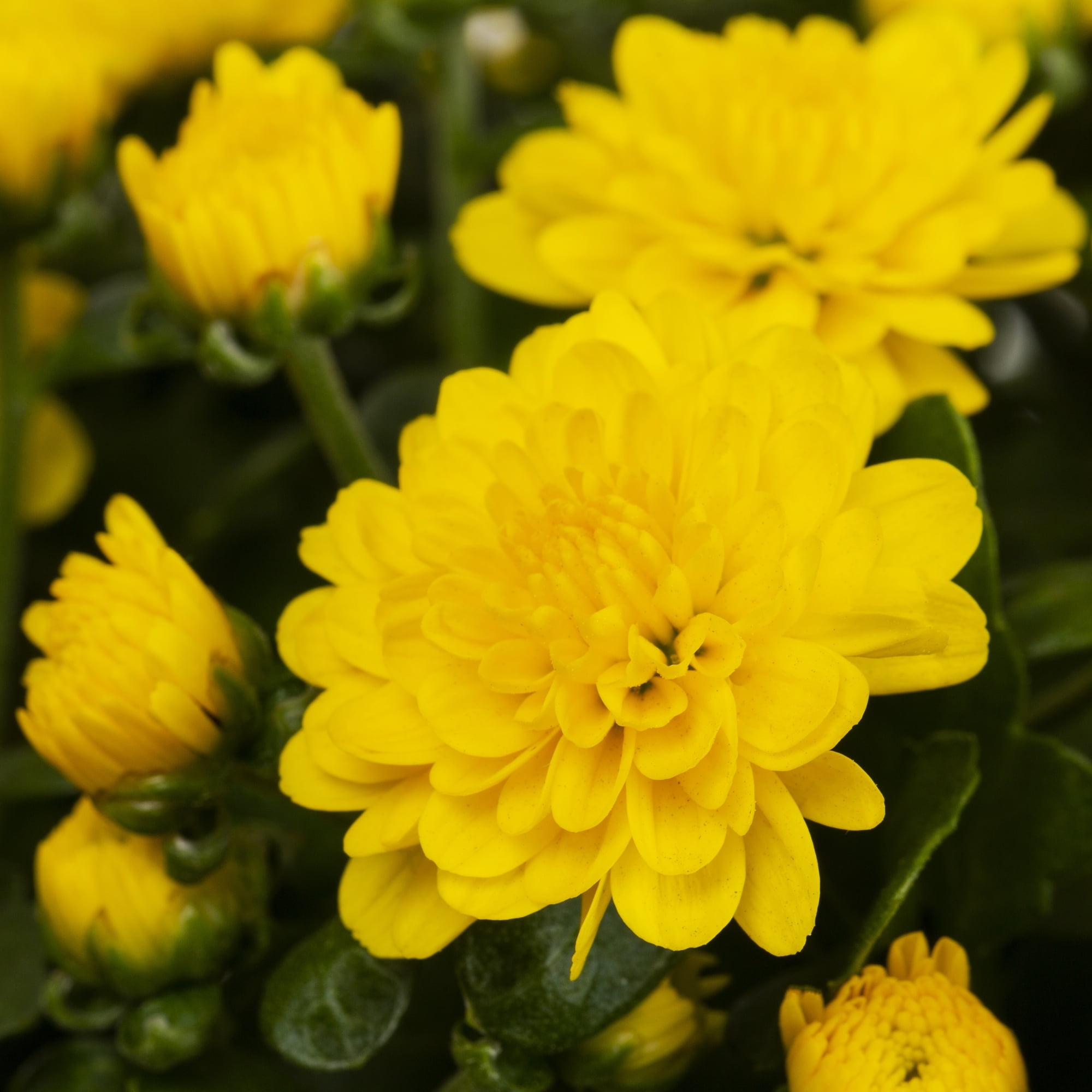 Better Homes & Gardens 2.5G Yellow Garden Mum Live Plant in Woven Bushel Basket
