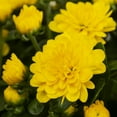 thumbnail image 2 of Better Homes & Gardens 2.5Gal Yellow Garden Chrysanthemum Plant Decorative Basket Sun, 2 of 8