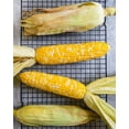 thumbnail image 3 of TomorrowSeeds - Peaches and Cream Sweet Corn Seeds - 720+ Count - For 2026 Planting Bicolor Yellow &, 3 of 11