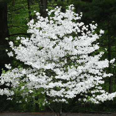 White Flowering Dogwood Tree, Quart Pot, Ornamental Tree for Year-Round Interest, 8-14" Tall