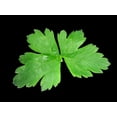 thumbnail image 2 of 1500 Graines de Persil à Feuilles Plates Petroselinum Crispum Simples Simples Graines de Persil Italien, 2 of 5
