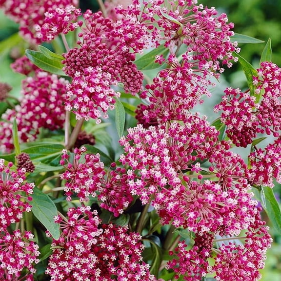 Soulmate Swamp Milkweed Flower Root - Pink Colors - Attracts Butterflies and Hummingbirds - Deer Resistant - Perennializing - Pleasantly Scented