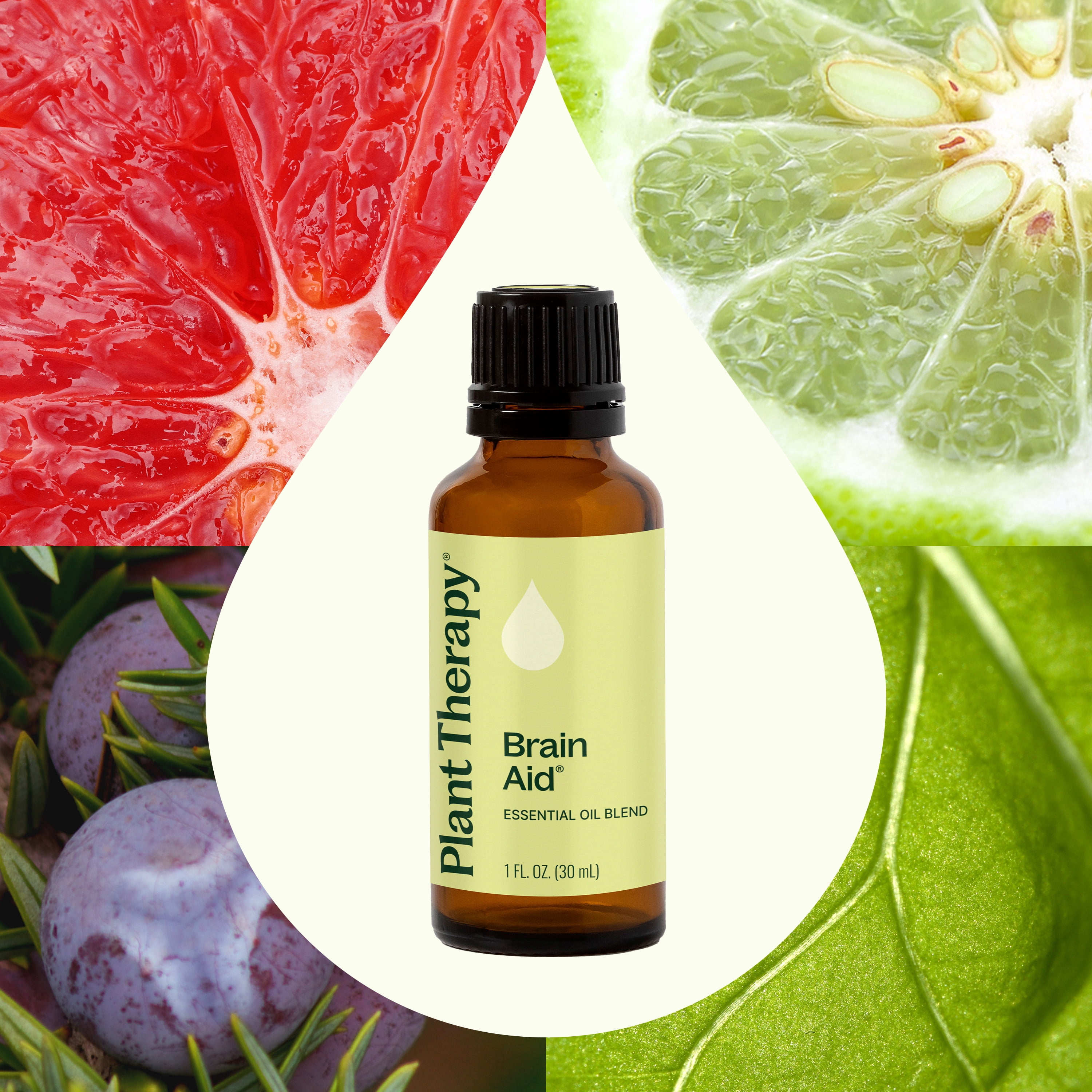 Plant Therapy Brain Aid Essential Oil Blend for Focus & Attention 100% Pure, Undiluted, Natural Aromatherapy 30 mL (1 oz)