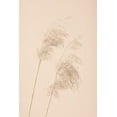 thumbnail image 2 of 1x Studio III 11x14 Black Ornate Wood Framed with Double Matting Museum Art Print Titled - Reed Grass Beige 05, 2 of 4