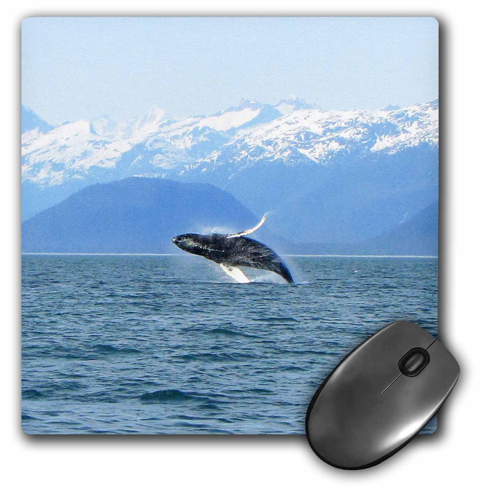 3dRose Humpback Whale Breaches in the Lynn Canal in Southeastern Alaska - Mouse Pad, 8 by 8-inch (mp_21598_1) - image 1 of 1