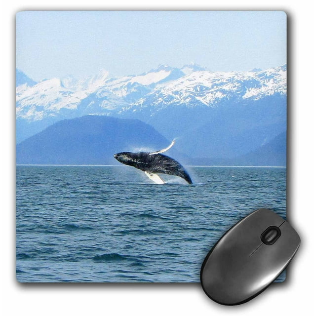 3dRose Humpback Whale Breaches in the Lynn Canal in Southeastern Alaska - Mouse Pad, 8 by 8-inch (mp_21598_1)
