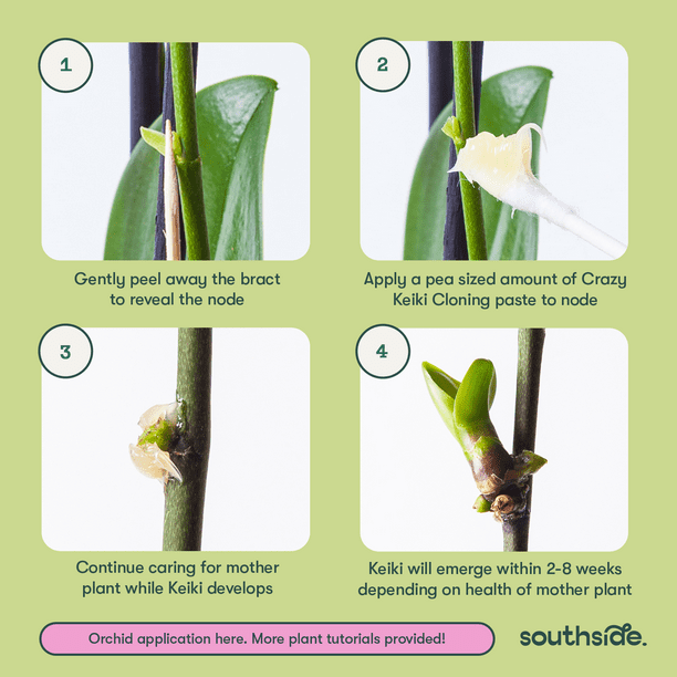 Southside Plants Keiki Cloning Paste - Indoor Growth & Rooting