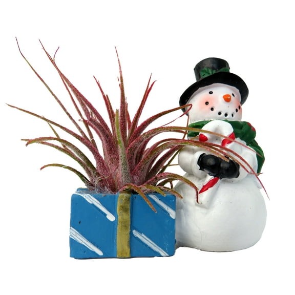 Ceramic Snowman with Candy Cane Planter plus Live Air Plant - Tillandsia