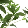 thumbnail image 7 of Noble House Hartshorn 5' x 2' Artificial Pieris Tree, Green, 7 of 7