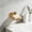 Gold-Free Size/GD, variant on No Drill Wall Mounted Soap Dish Clear PET Soap Holder with Drainage for Bathroom Shower Kitchen