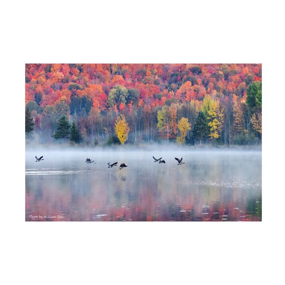 William Shi ( 'Autumn' Canvas Art