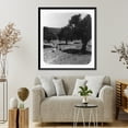 thumbnail image 4 of Historic Framed Print, Olive groves near Bethlehem, 17-7/8" x 21-7/8", 4 of 9
