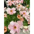 thumbnail image 1 of GSDWIUEW Butterfly Ranunculus Bulbs Buttercup Bare Roots for Planting Canada, Perennial Flower Ranunculus asiaticus, Easy to Grow, Double Ranunculus Bare Roots for Cut Flowers Garden Indoor Outdoor, 1 of 6