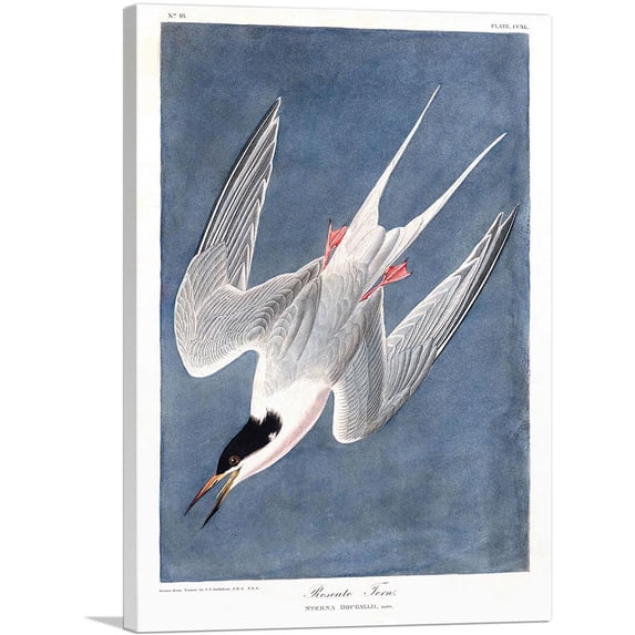 ARTCANVAS Roseate Tern Canvas Art Print by John James Audubon - Size: 40" x 26" (1.50" Deep)