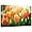 Orange Tulip, variant on ZHONGYUTONG Tulip Wall Art Canvas Flower Pictures Wall Decor Elegant Floral Painting Print for Bathroom Living Room Decor Framed (12.00" x 18.00")