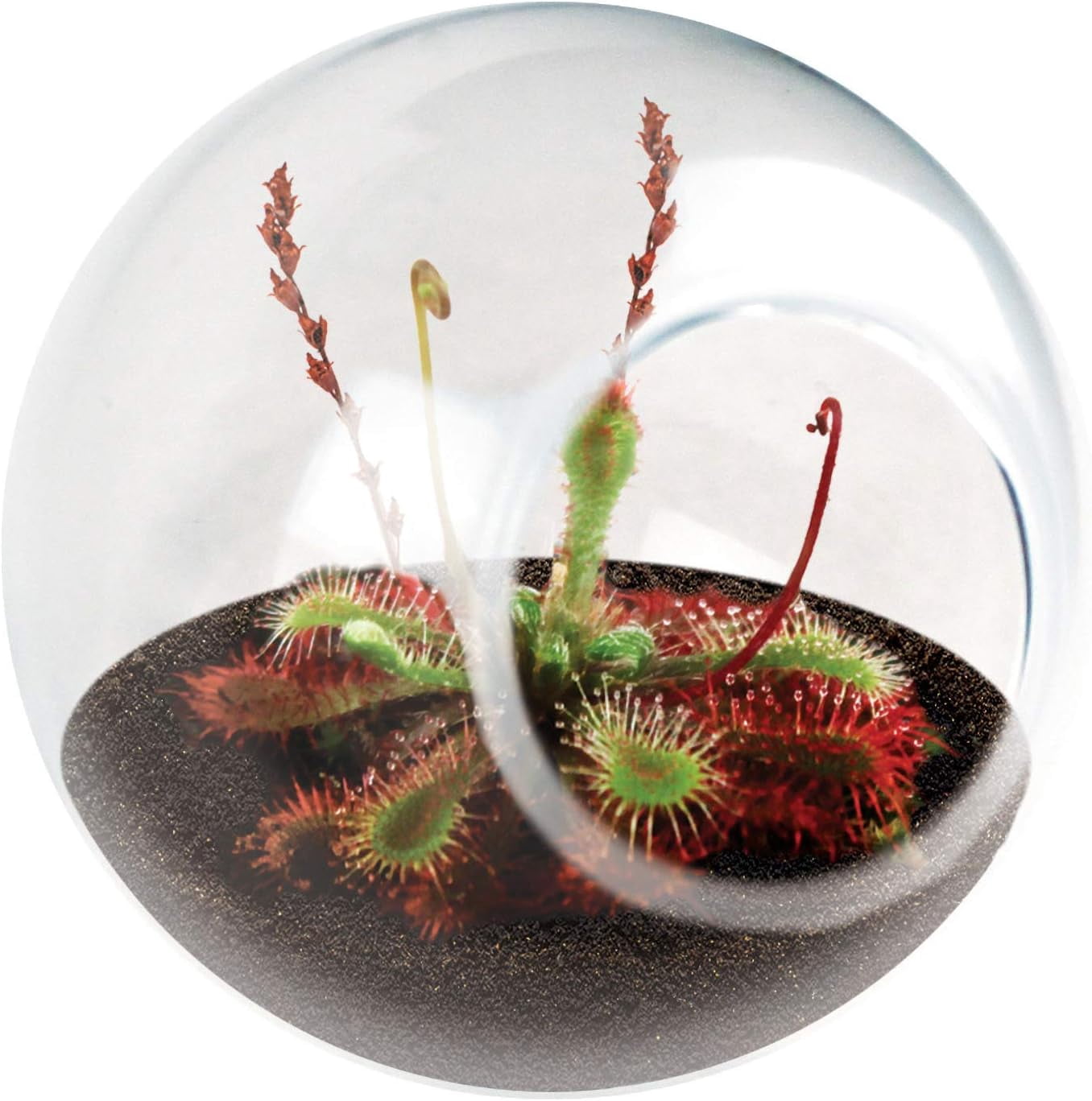 Unique Gardener: Tiny Terrarium Plant Seeds - DIY Indoor Succulents and Live Plants for Home or Garden Planting - 2 Each of Assorted Carnivorous Pack